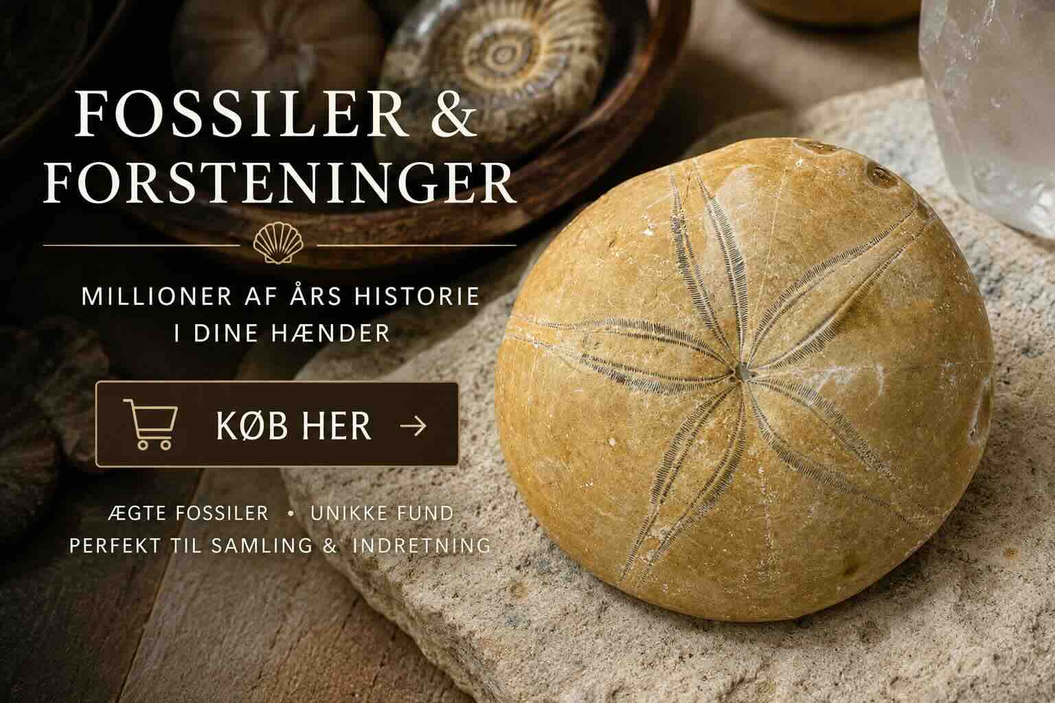Fossiler og forsteninger med &aelig;gte Sand Dollar, forstenet s&oslash;pindsvin, ammonit, trilobit, Orthoceras og hajtand &ndash; se vores store udvalg af fossiler hos Gaia Sten & Krystaller.