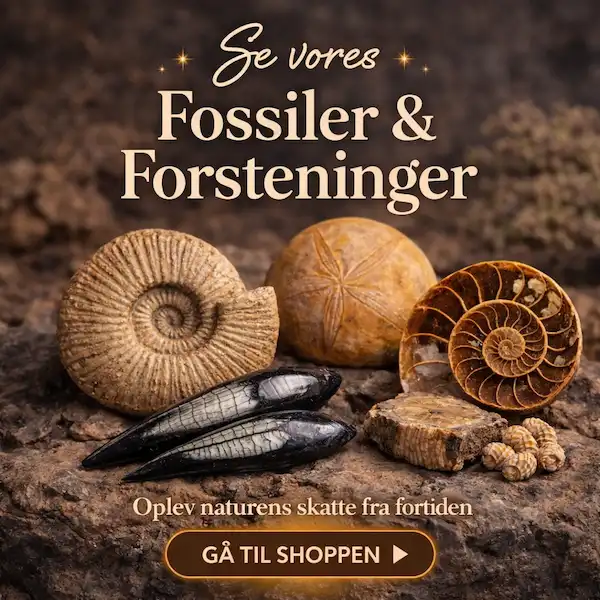 Se vores fossiler og forsteninger &ndash; &aelig;gte fossiler med naturlig sk&oslash;nhed og historie