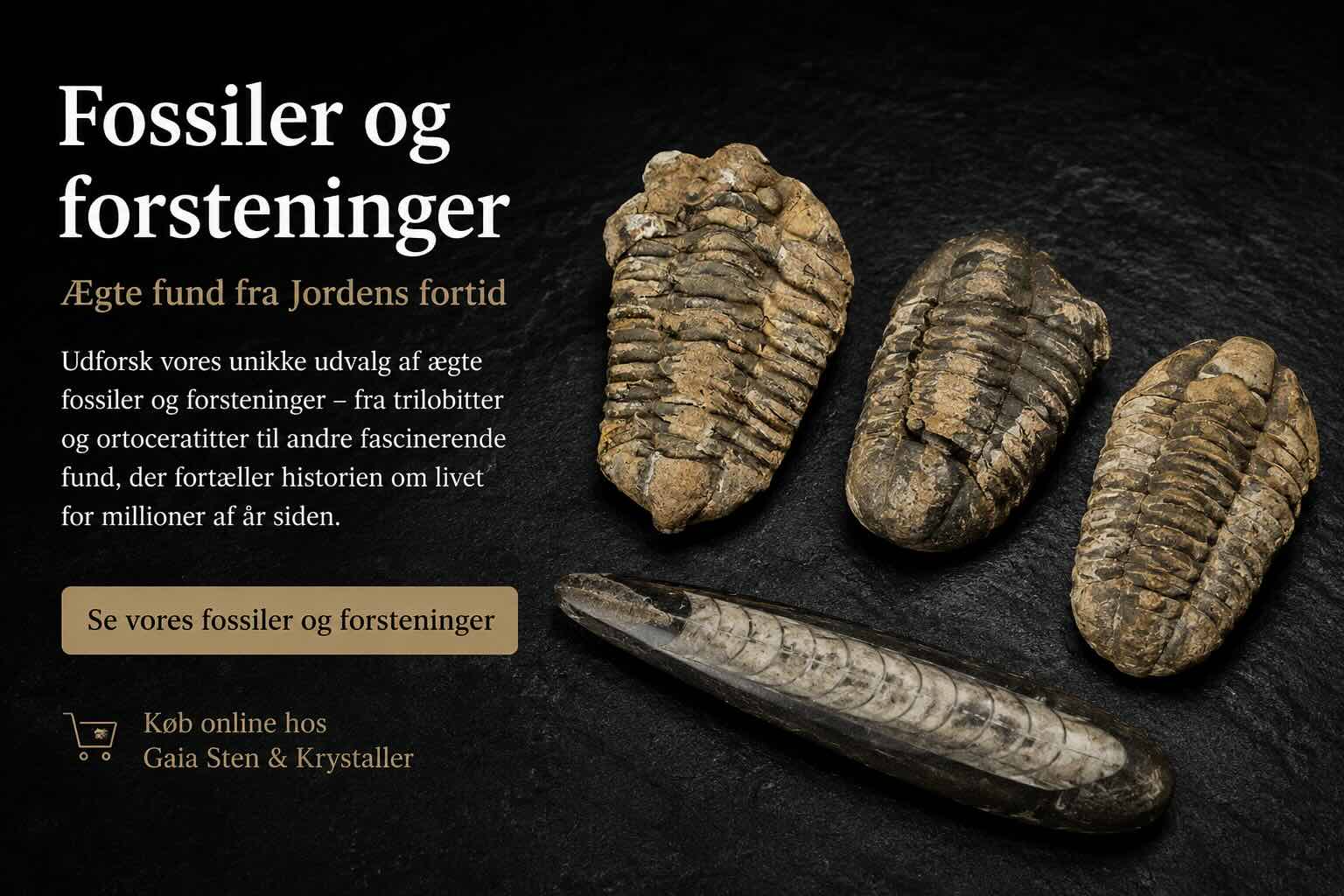 Ægte trilobitter og Orthoceras-fossil fra Jordens fortid – fossiler og forsteninger med millioner af års historie