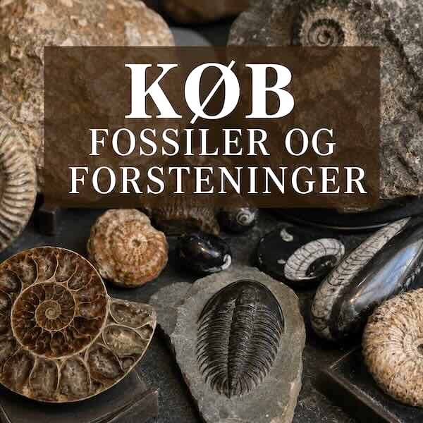 K&oslash;b fossiler og forsteninger hos Gaia Sten & Krystaller &ndash; naturlige ammonitter, trilobitter, orthoceras og &aelig;gte fossiler til samlere og spirituelt interesserede.