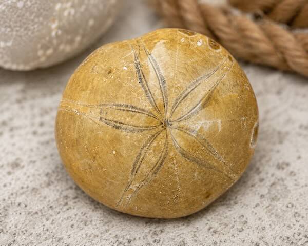 Sand Dollar &ndash; &aelig;gte forstenet s&oslash;pindsvin fra Madagaskar med karakteristisk stjernem&oslash;nster. Smukt fossil med millioner af &aring;rs naturhistorie.