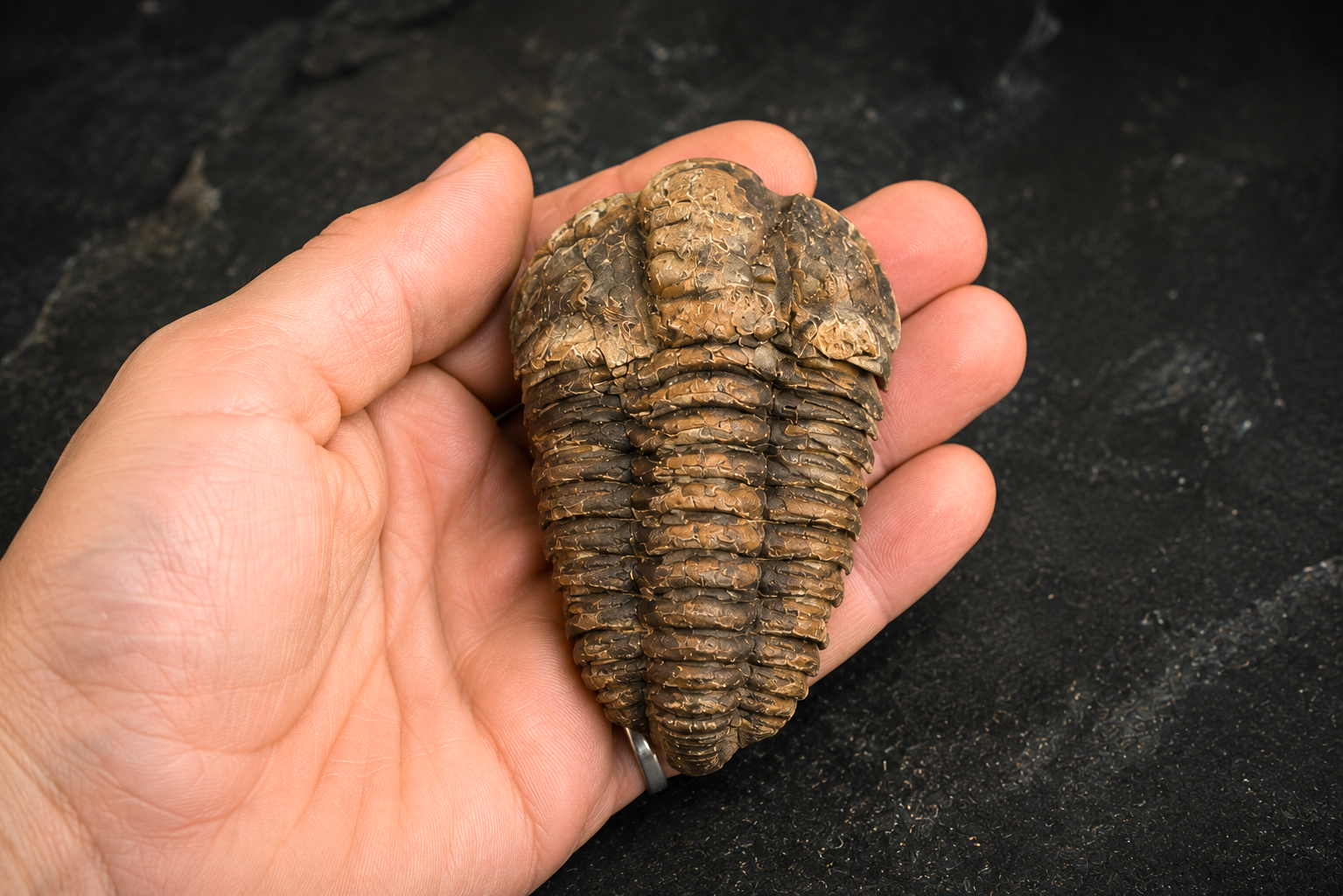 Ægte trilobitfossil holdt i hånden som størrelsesreference med tydelige kropssegmenter