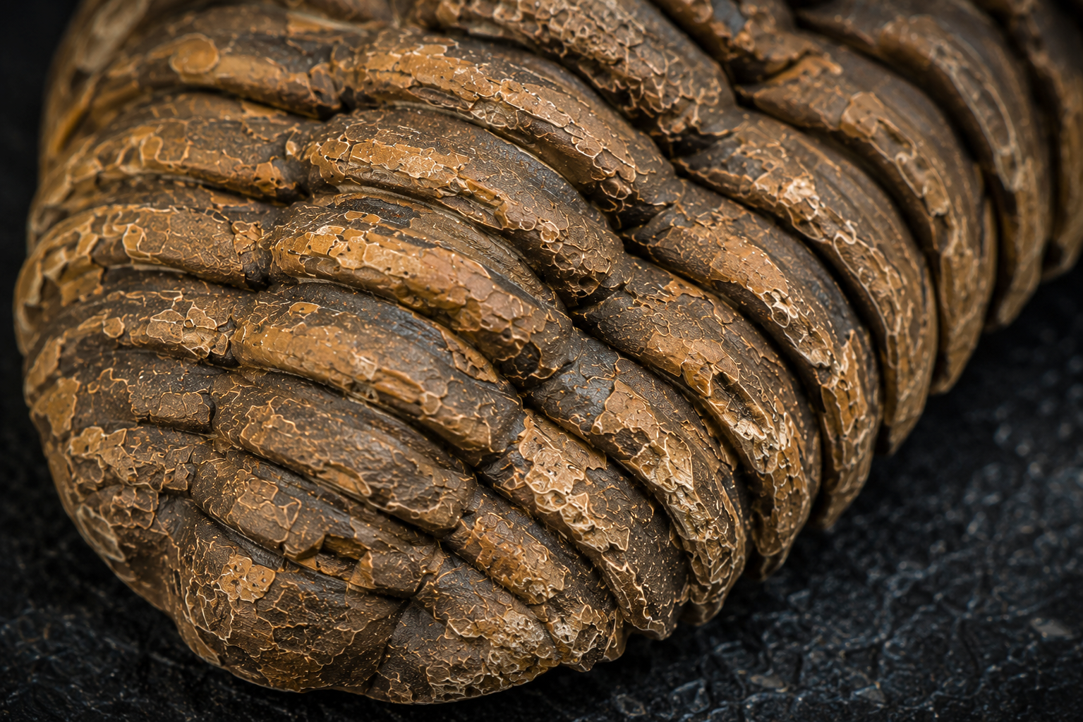 Makrofoto af trilobittens karakteristiske kropssegmenter med tydelige detaljer i det fossile skjold