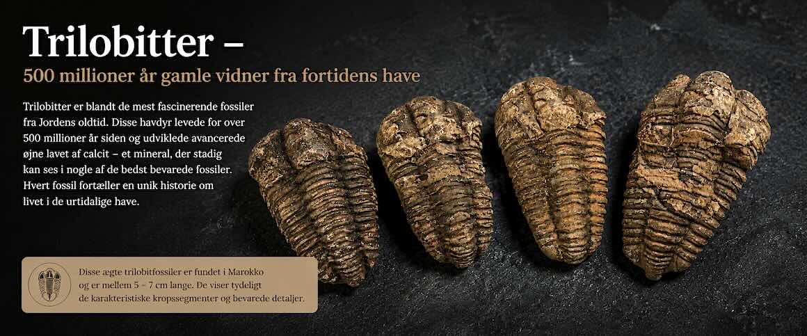 Fire ægte trilobitfossiler fra Marokko på mørk stenbaggrund – fortidens havdyr fra mere end 500 millioner år siden