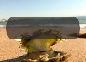 Billede af en abeloneskal der ligger i sandet p en strand