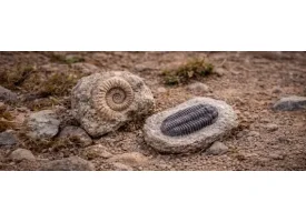 Fossiler og forsteninger med ammonit og trilobit liggende i naturlig jord og sten