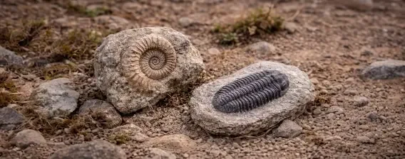 Fossiler og forsteninger med ammonit og trilobit liggende i naturlig jord og sten