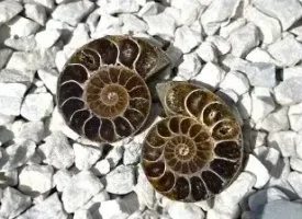 Et par smukke ammonit forsteninger