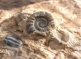 �gte fossiler og forsteninger med ammonit og trilobit i naturlig sten med varme jordfarver og detaljeret struktur.