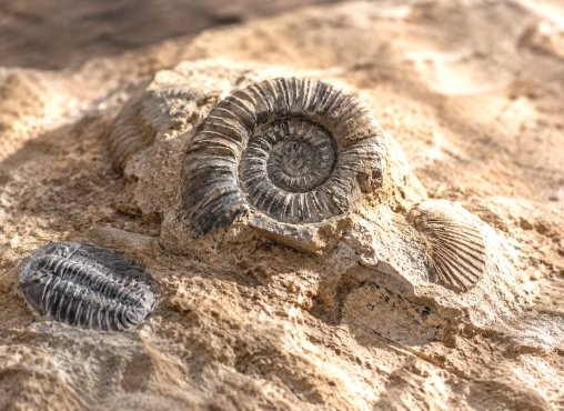 �gte fossiler og forsteninger med ammonit og trilobit i naturlig sten med varme jordfarver og detaljeret struktur.