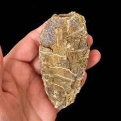 �gte Trilobit Fossil 9 x 4,6 cm � Unikt H�ndplukket Samlerfossil Nr. 6