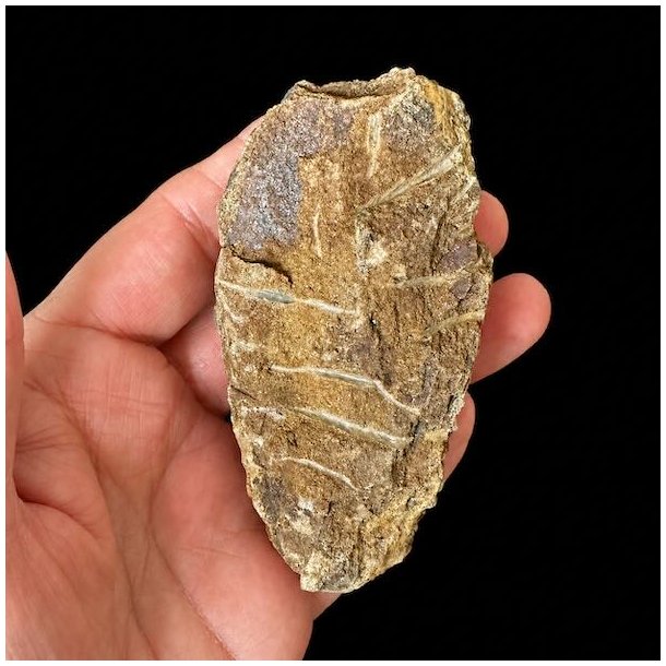 �gte Trilobit Fossil 9 x 4,6 cm � Unikt H�ndplukket Samlerfossil Nr. 6