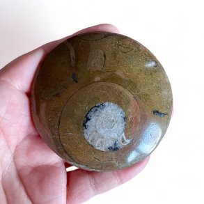 Goniatit fossil | UNIKA | Ml 7,4 cm