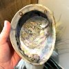 Paua-skal p� ca. 15,5 x 12 x 4,7 cm med smukt naturligt farvespil i bl�, gr�n, lilla og rosa.