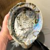 Stor paua- og abeloneskal p� ca. 17 x 14 x 4,5 cm med smukt naturligt regnbuefarvet perlemorssk�r i bl�, gr�nne, lilla og rosa nuancer.