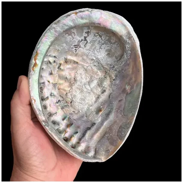 Stor Paua / Abeloneskal til Energi og Renselse  Ca. 15 x 11,5 cm med Regnbuefarver (A)