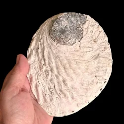 Stor Paua / Abeloneskal til Energi og Renselse  Ca. 15 x 12 cm med Regnbuefarver (G)