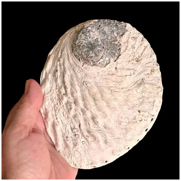 Stor Paua / Abeloneskal til Energi og Renselse  Ca. 15 x 12 cm med Regnbuefarver (G)