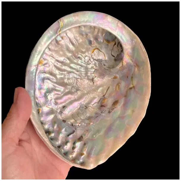Stor Paua / Abeloneskal til Energi og Renselse  Ca. 15,5 x 13 cm med Regnbuefarver (I)