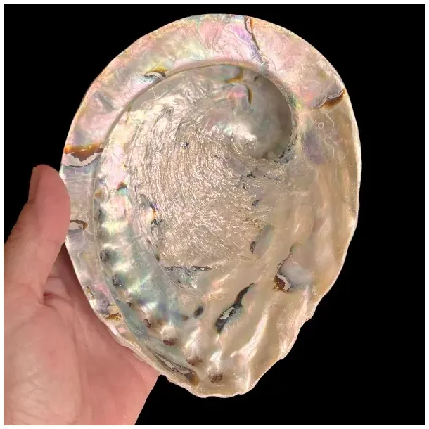 Stor Paua / Abeloneskal til Energi og Renselse  Ca. 16 x 13 cm med Regnbuefarver (K)