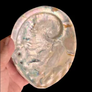 Stor Paua / Abeloneskal til Energi og Renselse  Ca. 15 x 13 cm med Regnbuefarver (L)