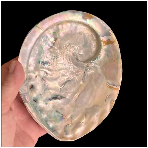 Stor Paua / Abeloneskal til Energi og Renselse  Ca. 15 x 13 cm med Regnbuefarver (L)