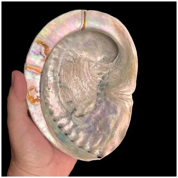 Stor Paua / Abeloneskal til Energi og Renselse  Ca. 16 x 12 cm med Regnbuefarver (N)