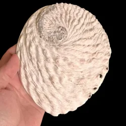 Stor Paua / Abeloneskal til Energi og Renselse  Ca. 15 x 13 cm med Regnbuefarver (L)