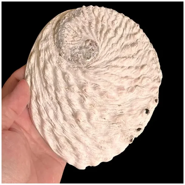 Stor Paua / Abeloneskal til Energi og Renselse  Ca. 15 x 13 cm med Regnbuefarver (L)