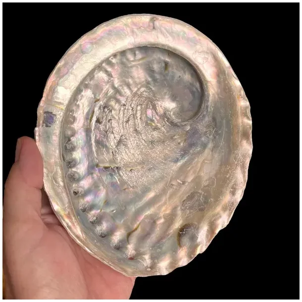 Stor Paua / Abeloneskal til Energi og Renselse  Ca. 15,5 x 13 cm med Regnbuefarver (O)