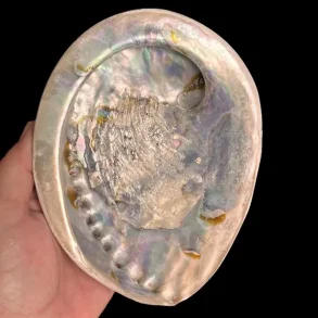 Stor Paua / Abeloneskal til Energi og Renselse  Ca. 15,5 x 12,5 cm med Regnbuefarver (R)