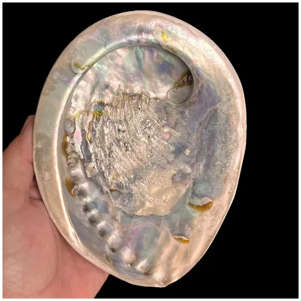 Stor Paua / Abeloneskal til Energi og Renselse  Ca. 15,5 x 12,5 cm med Regnbuefarver (R)