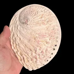 Stor Paua / Abeloneskal til Energi og Renselse  Ca. 15,5 x 12,5 cm med Regnbuefarver (R)