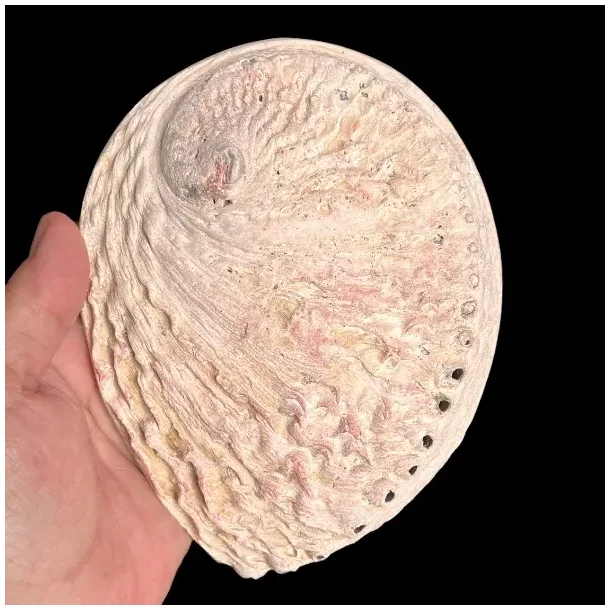 Stor Paua / Abeloneskal til Energi og Renselse  Ca. 15,5 x 12,5 cm med Regnbuefarver (R)