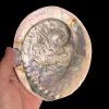 Stor Paua / Abeloneskal til Energi og Renselse  Ca. 15 x 12,7 cm med Regnbuefarver (T)