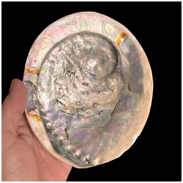 Stor Paua / Abeloneskal til Energi og Renselse  Ca. 15 x 12,7 cm med Regnbuefarver (T)