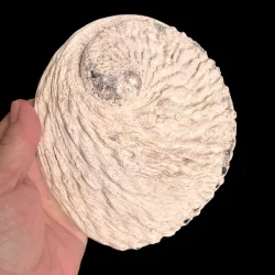 Stor Paua / Abeloneskal til Energi og Renselse  Ca. 15 x 12,7 cm med Regnbuefarver (T)