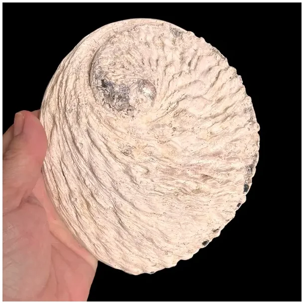 Stor Paua / Abeloneskal til Energi og Renselse  Ca. 15 x 12,7 cm med Regnbuefarver (T)