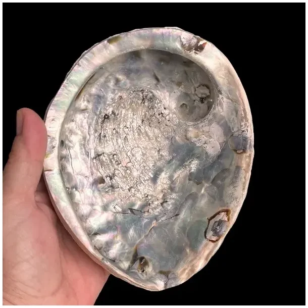 Stor Paua / Abeloneskal til Energi og Renselse  Ca. 15 x 12,5 cm med Regnbuefarver (B)