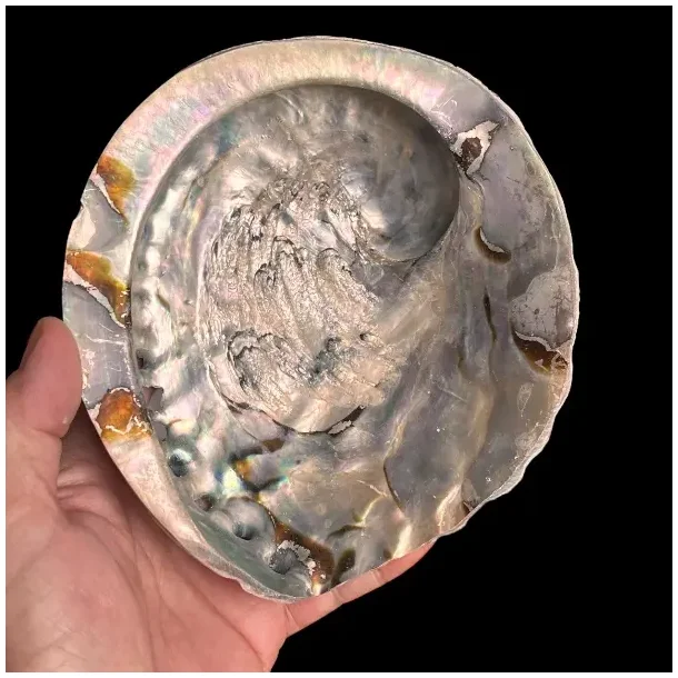 Stor Paua / Abeloneskal til Energi og Renselse  Ca. 15 x 13 cm med Regnbuefarver (C)