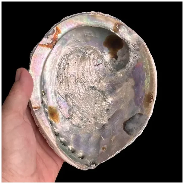 Stor Paua / Abeloneskal til Energi og Renselse  Ca. 16 x 13 cm med Regnbuefarver (E)