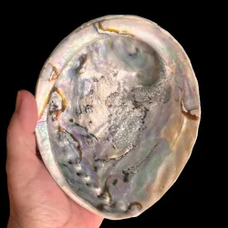Stor Paua / Abeloneskal til Energi og Renselse  Ca. 15 x 12 cm med Regnbuefarver (G)