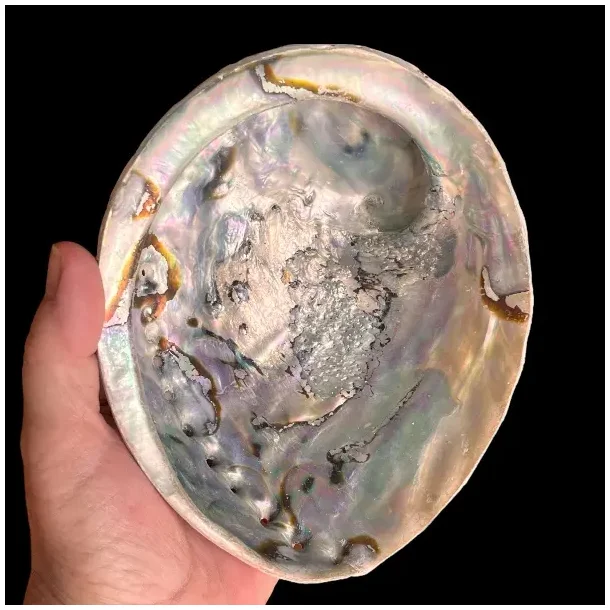 Stor Paua / Abeloneskal til Energi og Renselse  Ca. 15 x 12 cm med Regnbuefarver (G)