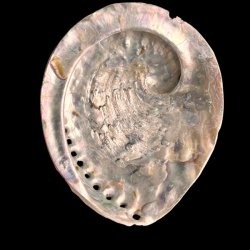 Paua / Abeloneskal til Energi og Renselse � Ca. 13,2 x 11 cm med Regnbuefarver (20)