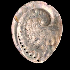 Paua / Abeloneskal til Energi og Renselse � Ca. 13,2 x 11 cm med Regnbuefarver (20)