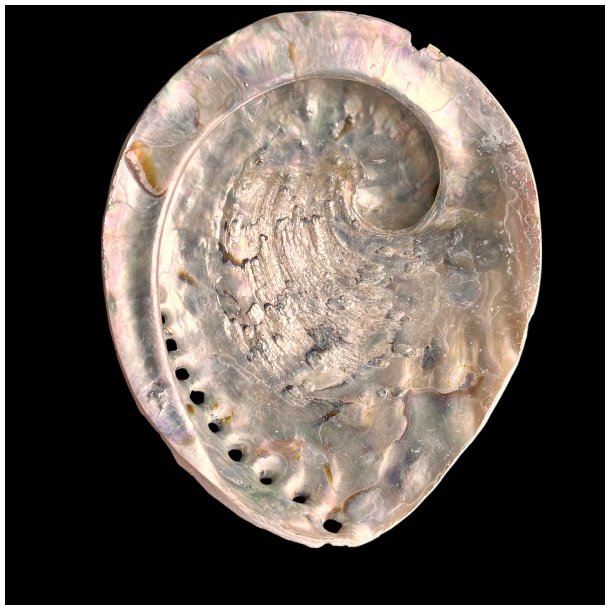 Paua / Abeloneskal til Energi og Renselse � Ca. 13,2 x 11 cm med Regnbuefarver (20)