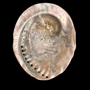 Paua / Abeloneskal til Energi og Renselse � Ca. 13,2 x 11,2 cm med Regnbuefarver (26)