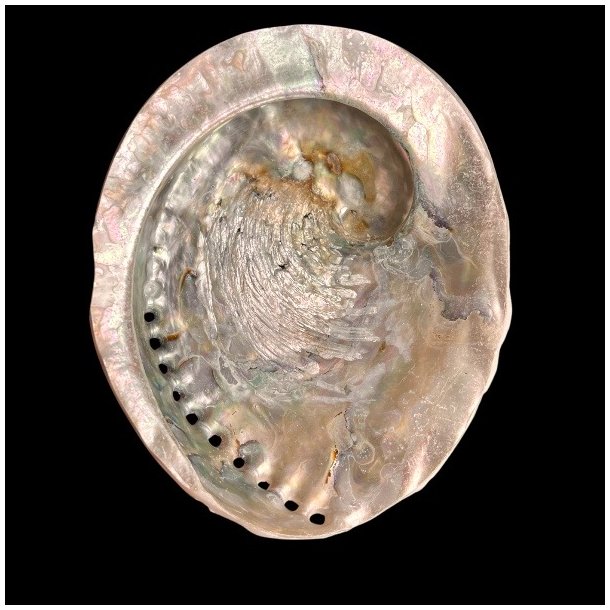 Paua / Abeloneskal til Energi og Renselse � Ca. 13,2 x 11,2 cm med Regnbuefarver (26)