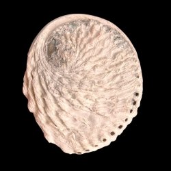 Paua / Abeloneskal til Energi og Renselse � Ca. 13,2 x 11,2 cm med Regnbuefarver (26)