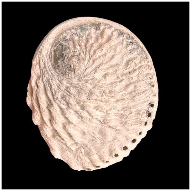 Paua / Abeloneskal til Energi og Renselse � Ca. 13,2 x 11,2 cm med Regnbuefarver (26)